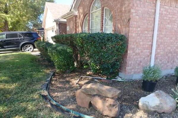 Bush Trimming