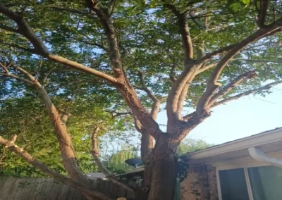 Professional landscape services
