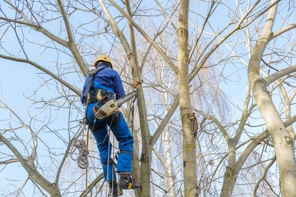 Tree Trimming